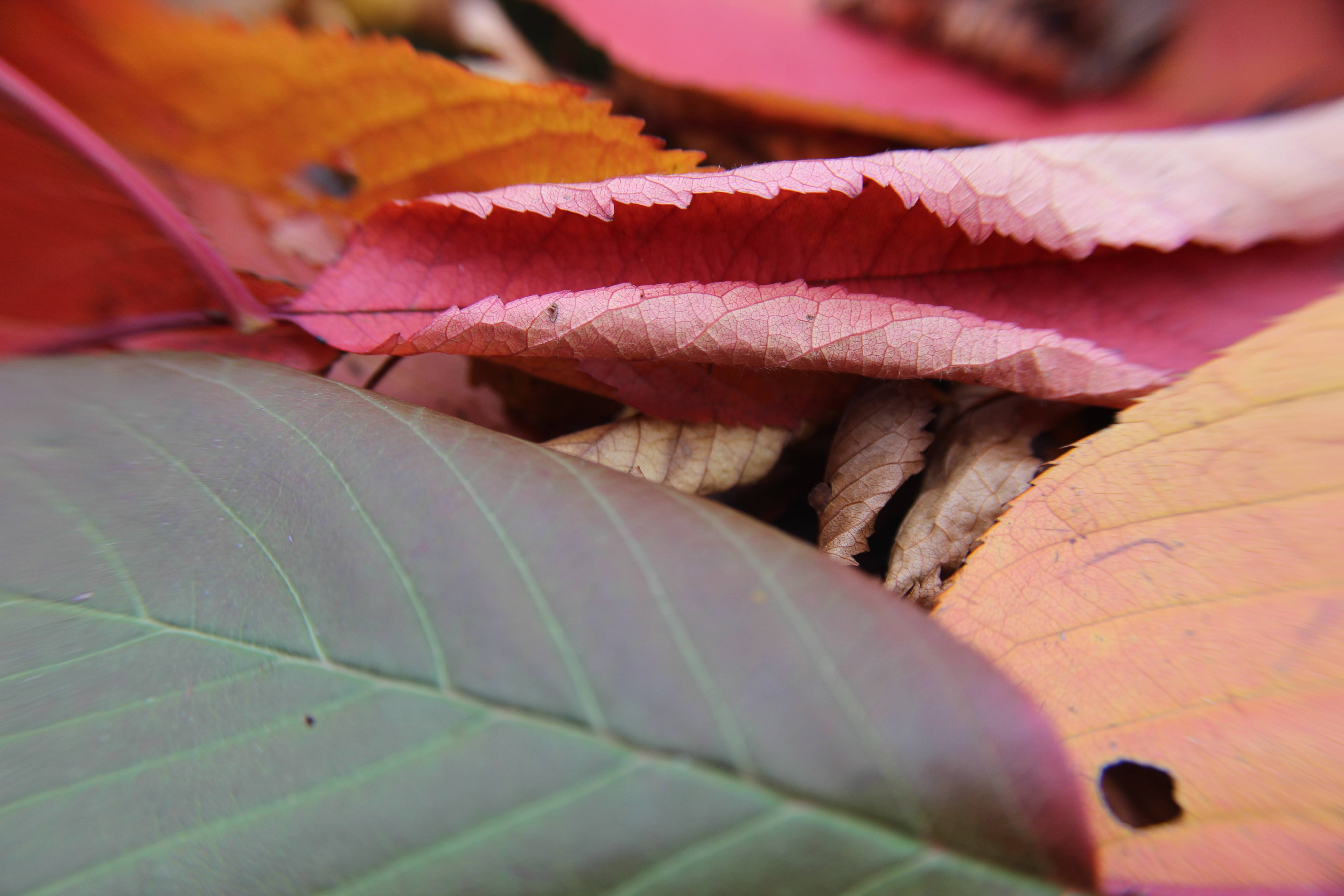 Elm Leaves